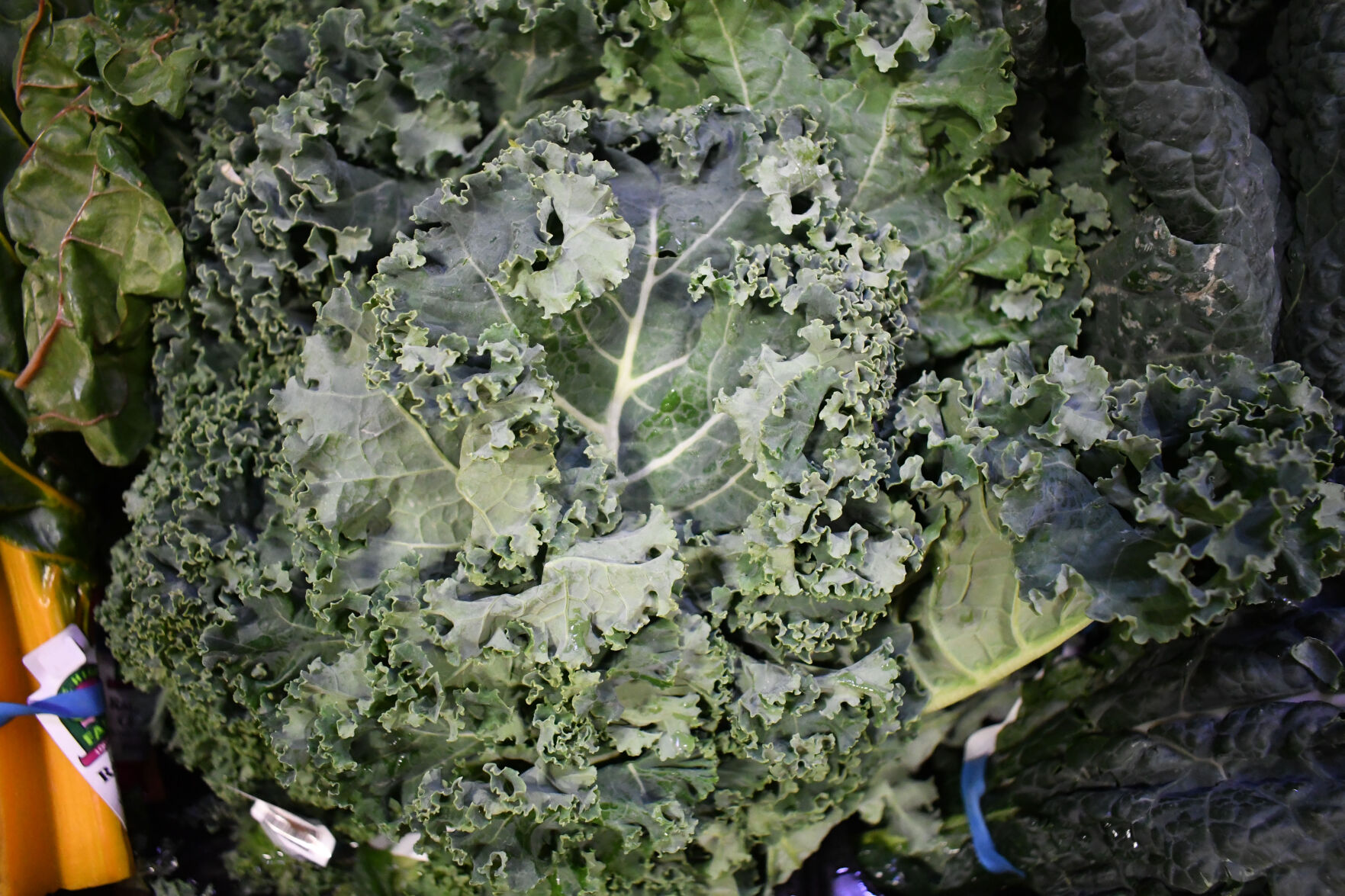 GREENKALE-399.jpg